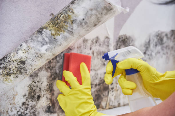 Best Environmental Consulting for Mold Prevention  in Medical Lake, WA